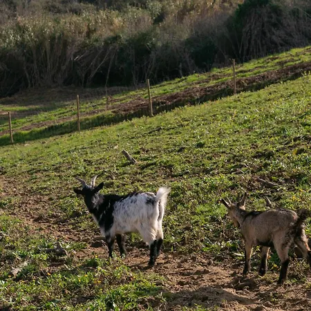 Quinta Dos Castanheiros Feriehus *