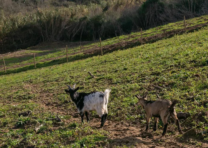 Quinta Dos Castanheiros Prázdninový dům *
